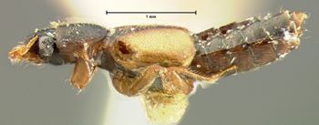Media type: image;   Entomology 6538 Aspect: habitus lateral view
